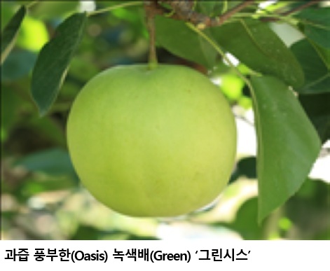 ‘녹색배’ 설원·슈퍼골드·그린시스 보급 확대..명절 과일서 일상 과일로