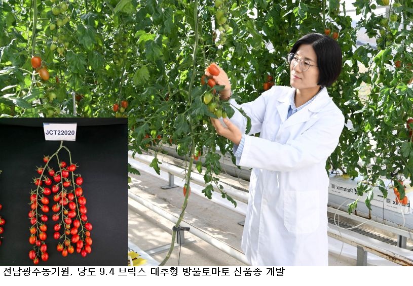 전남광주농기원, 당도 9.4 브릭스 대추형 방울토마토 신품종 개발