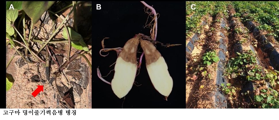 고구마 안정 생산하려면 아주심기 전후 관리가 핵심