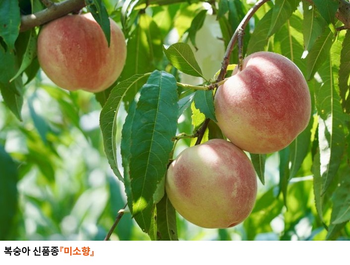 경북도 육성 복숭아‘미소향’현장평가회 개최