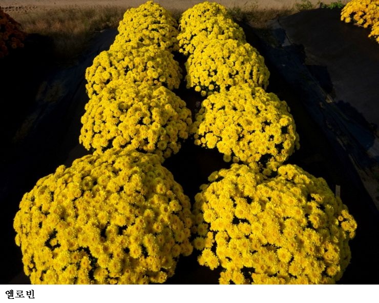 신품종 화단국 ‘옐로빈’ 보급 확대…가을 정원·경관 조성에 주목