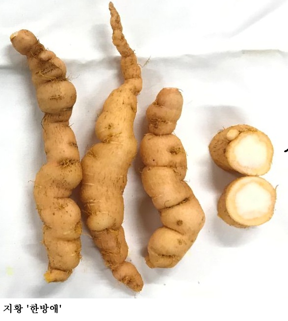 [한국농어민뉴스] 약용작물 종자 신청 시작, 기관별 공급 시기·가격 확인하세요