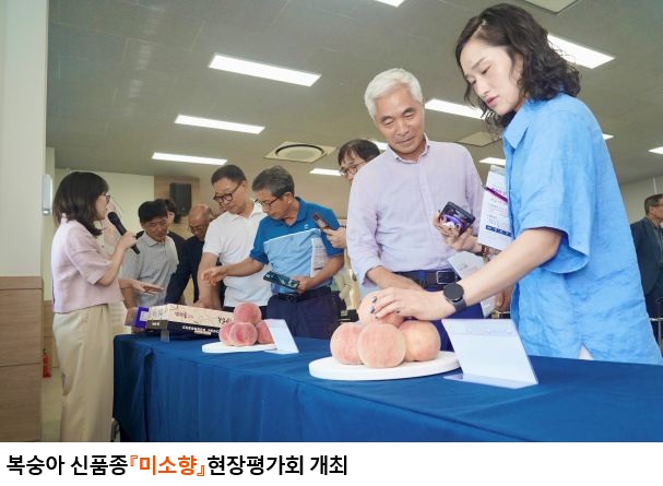경북도 육성 복숭아‘미소향’현장평가회 개최