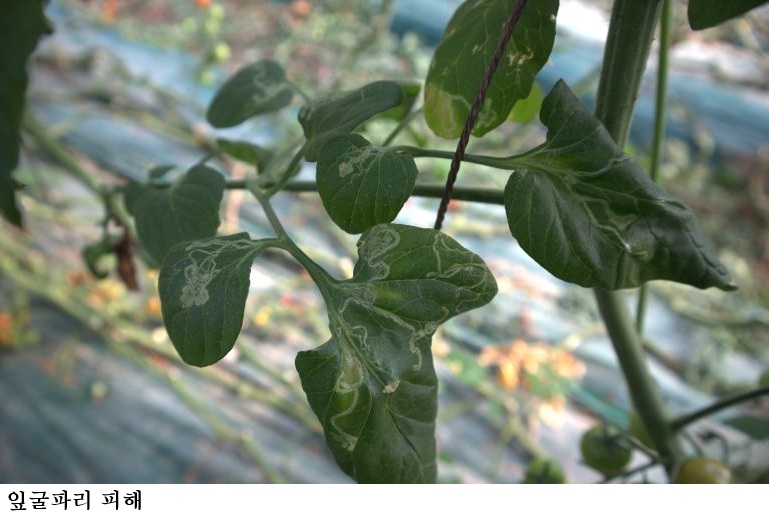 토마토뿔나방·잎굴파리 혼동 주의…정확한 구분이 피해 줄인다