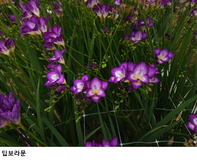 프리지아 신품종 ‘딥보라문’ 품종보호 등록…충남 농가 로열티 부담 줄인다