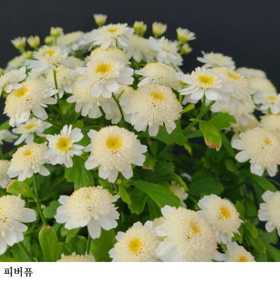 국립종자원, 품종보호 작물별 특성조사기준 국제적 조화 강화