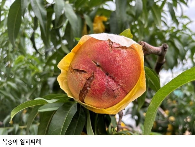폭염·고온다습에 농작물 병해충 비상…벼·고추·과수 집중관리 필요