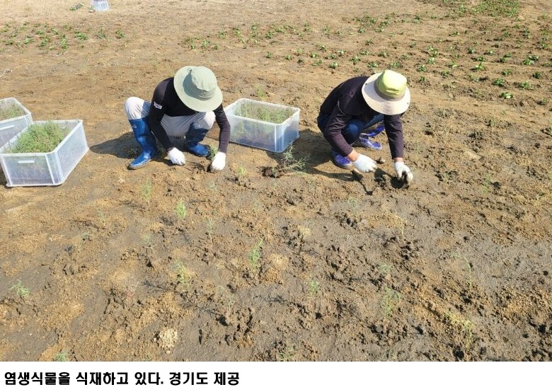 경기도 화성·안산 갯벌 블루카본 생태계 2,200㎡ 확대 조성…탄소흡수 기반 구축 본격화