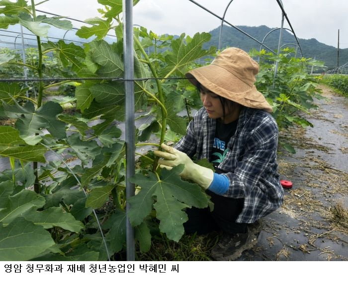 전남광주통합특별시, 7월 이달의 친환경농산물에 '영암 청무화과' 선정