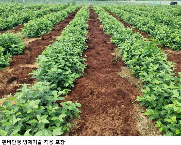 사과 흰비단병 방제기술 개발…대목 고사 막고 묘목 산업 살린다