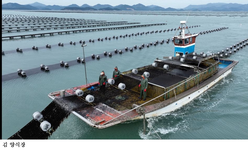 [한국농어민뉴스] 전남도, 2025년 김 수출 4억3천200만달러 역대 최고
