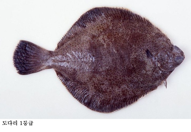 [한국농어민뉴스] 해양수산생명자원, ‘활용 가치’ 기반 등급 부여 전면 시행