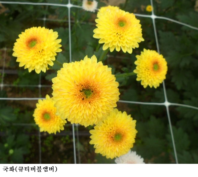 [한국농어민뉴스] 장미·국화 신품종 농가 실증. 20일까지 참여 모집