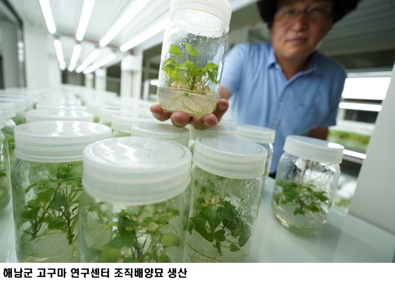 해남군 고구마 ‘호풍미’ 재배면적 확대…기후변화 대응 품종으로 급부상