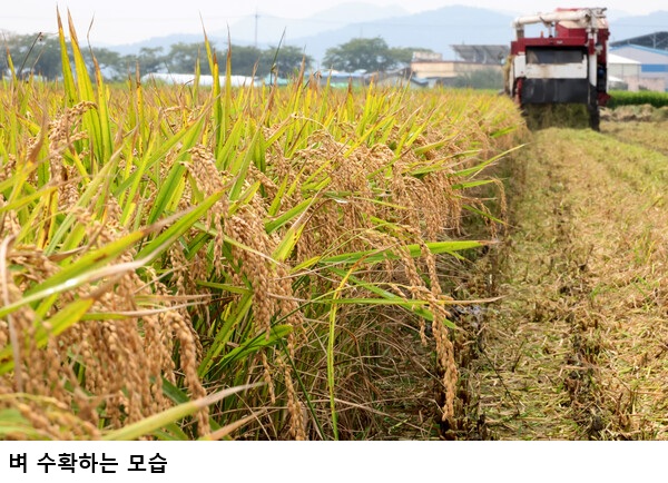 2026년 쌀 생산량 351만 8천 톤 전망…전년 대비 0.6% 감소, 수확기 쌀값 향방 주목