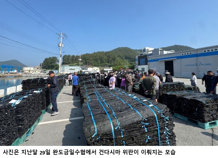 완도산 건다시마 첫 위판 흥행…26톤 거래·위판액 1억9천만 원 기록