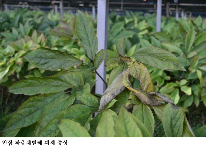 인삼 돌발해충 ‘파총채벌레’ 비상…고온기 사전방제 서둘러야