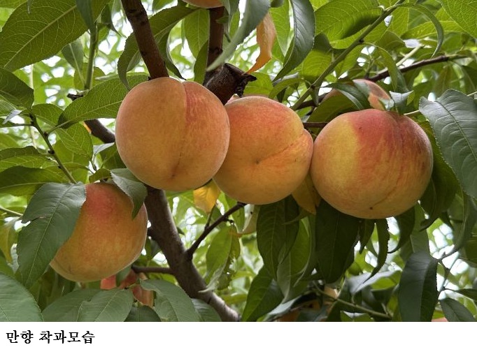 경북농업기술원, 복숭아 2가지 신품종 품종보호출원