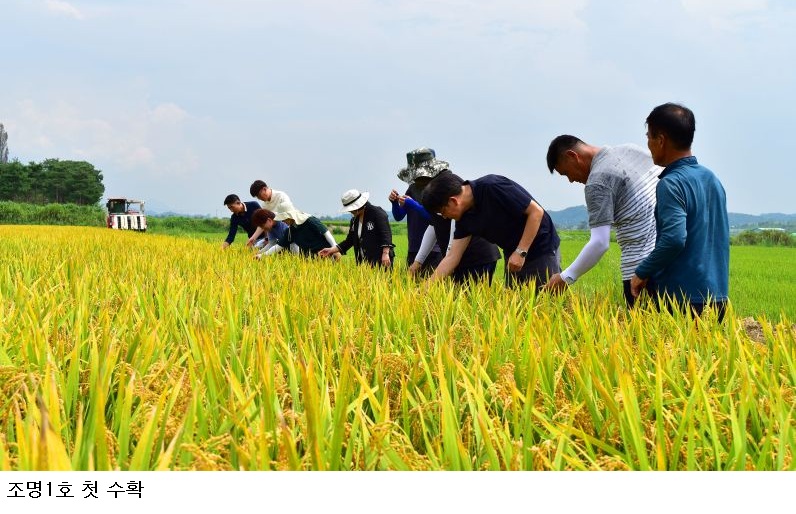  전남광주특별시, 광산구 본량동서 최고품질쌀 ‘조명1호’ 첫 수확