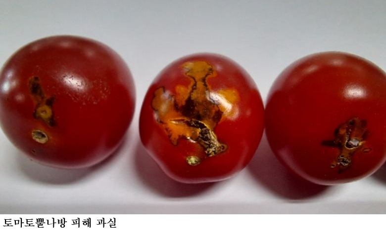 토마토뿔나방·잎굴파리 혼동 주의…정확한 구분이 피해 줄인다