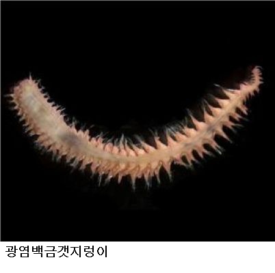 국립수산과학원, 갯지렁이 20년 연구자료 공개…양식장 오염 진단에 활용