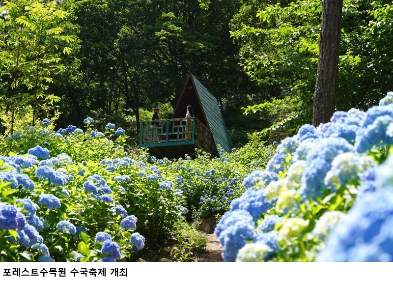 해남 수국축제 2026 개막, 포레스트수목원 국내 최대 수국정원 만개…해남 여름 관광명소 주목
