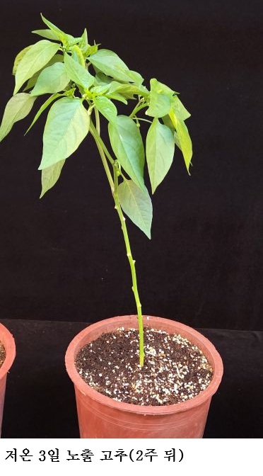 f65ba62b0195930fb19c0fc6b9c848a9.jpg ๊ณ ์ถ ์์ฃผ์ฌ๊ธฐ ์๊ธฐ ์ ์จ ๋
ธ์ถ ๊ธธ์ด์ง์๋ก ์ํ๋ ๊ฐ์โฆ7์ผ์ด๋ฉด โ๋ถ์ ๊ณ ์ถ 23%โโ