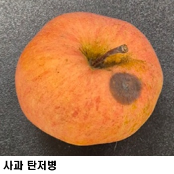 f73bee44e9470db0f099e26e5fbef173.jpg ๊ฒฝ๊ธฐ๋๋์
๊ธฐ์ ์, ์ฌ๊ณผ ๋ณํด์ถฉ 92.7% ๊ฐ์ โ๋ถ๋ถ๋น๊ฐ๋ฆผ+๋ฐฉ์ถฉ๋ง ์ฌ๋ฐฐ๊ธฐ์ โ ํจ๊ณผ ์
์ฆ