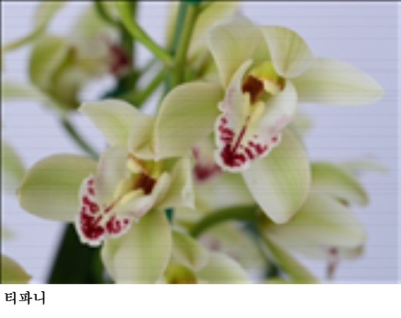 [한국농어민뉴스] 봄빛 난(蘭), ‘팔레놉시스·심비디움’ 유망 품종 공개