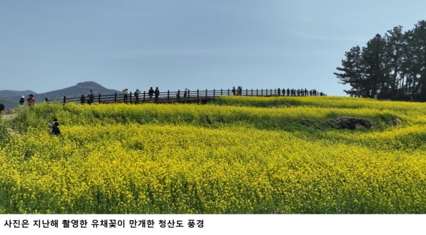 청산도 슬로걷기 축제 시작…완도군 4월 추천 관광지 ‘유채꽃 섬 청산도’