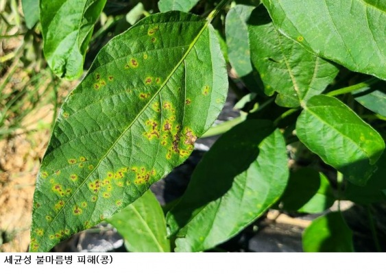 전남광주농기원 "여름철 콩 병해 비상"…고온·집중호우에 시들음병·흰비단병·불마름병 주의