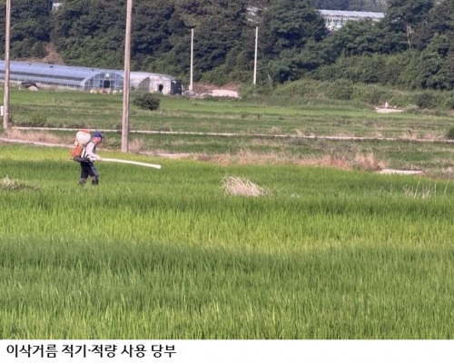 강진군, 벼 이삭거름 적기·적량 시용 당부…도열병 예방·쌀 품질 향상