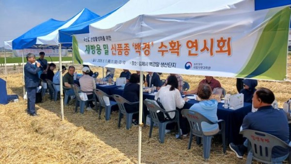 농촌진흥청, 빵용 밀 신품종 ‘백경’ 수확 연시회 개최