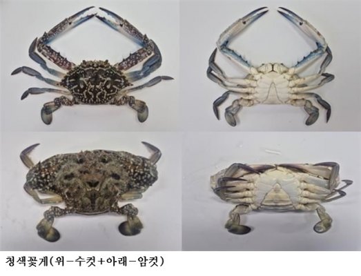 제주 해역서 아열대 청색꽃게 대량 출현…수과원 “신규 수산자원 가능성 조사”