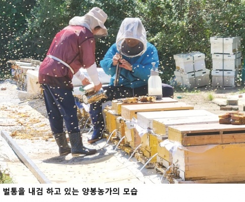 기후변화가 꿀벌 월동 좌우했다…농촌진흥청 "겨울철 기온 안정성이 생존 핵심"