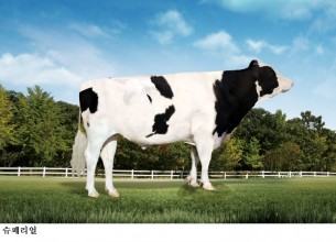[한국농어민뉴스] 젖소 혈통 정확성 향상…젖소 씨수소 친자감정 유전자 정보 제공