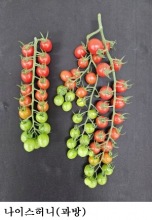 [한국농어민뉴스] 대추형 방울토마토 ‘나이스허니·나이스맥스’ 출원
