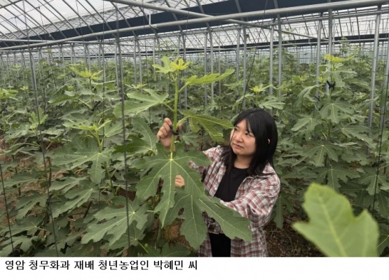 전남광주통합특별시, 7월 이달의 친환경농산물에 '영암 청무화과' 선정