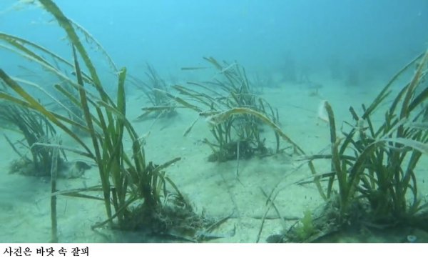 [한국농어민뉴스] 완도군, 기후변화 대응 ‘블루카본 잘피 숲’ 조성