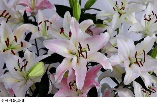 농진청 “식물 보면 편안해진다”…뇌 활성 변화로 효과 확인