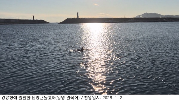 [한국농어민뉴스] 남방큰돌고래 동해안에서 첫 확인