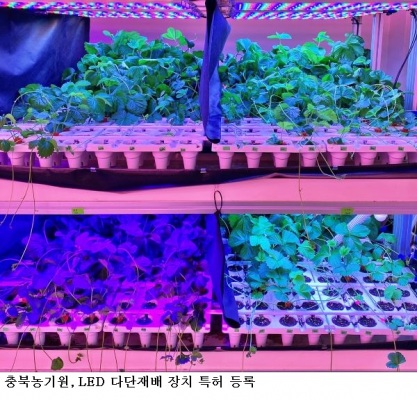 충북농업기술원, 딸기 LED 다단재배 장치 특허 등록…무병묘 연중 생산체계 구축
