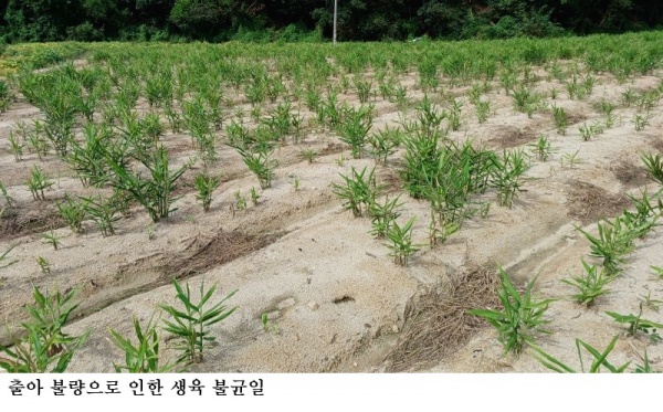 생강 정식 전 씨생강 관리 중요…뿌리썩음병 예방이 안정생산 좌우