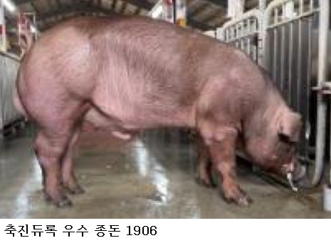 축진듀록 우수 종돈 선정…농촌진흥청, 돼지개량 네트워크 성과 확대