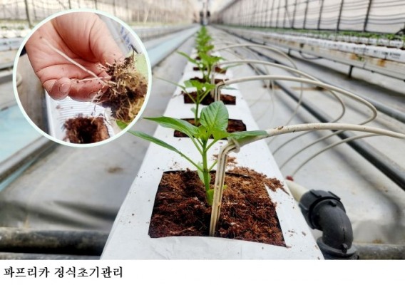 파프리카 정식 초기관리 중요…여름철 수량·품질 좌우