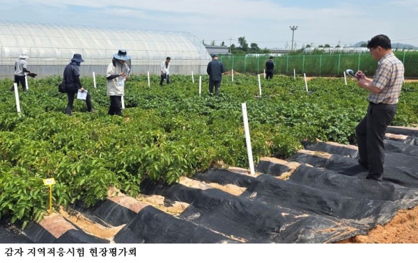 전남농기원, 기후변화 대응 국산 감자 신품종 선발 본격화… ‘수미’ 대체 품종 개발 추진