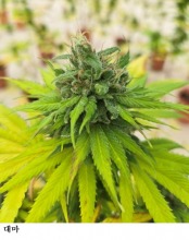 [한국농어민뉴스] 식물 신품종보호 출원 1만 4천 건 넘었다