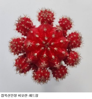 선인장·다육식물 18만주 해외시장 간다…한국화훼농협과 수출 확대