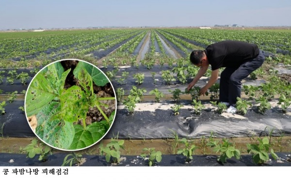 밭작물 나방류 해충 급증…전북농업기술원 “담배거세미나방·파밤나방 초기 방제 중요”