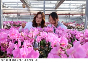 [한국농어민뉴스] 봄빛 난(蘭), ‘팔레놉시스·심비디움’ 유망 품종 공개